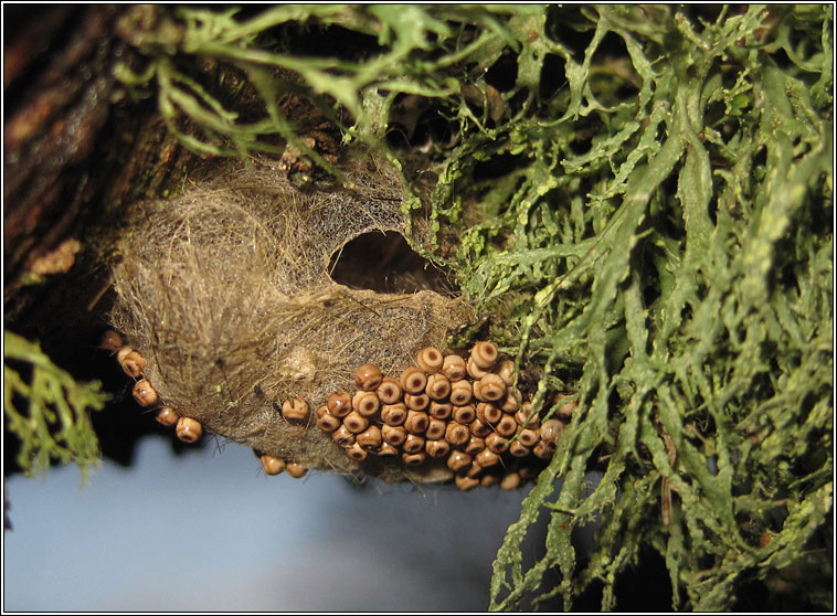 The Vapourer, Orgyia antiqua, eggs