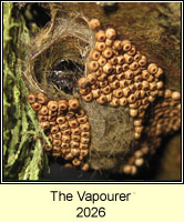 The Vapourer, Orgyia antiqua eggs