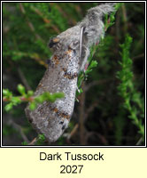 Dark Tussock, Dicallomera fascelina