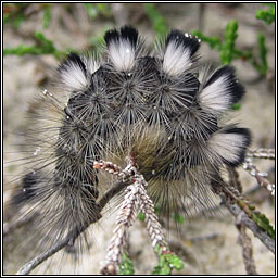 Dark Tussock, Dicallomera fascelina