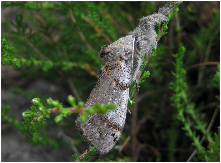 Dark Tussock, Dicallomera fascelina