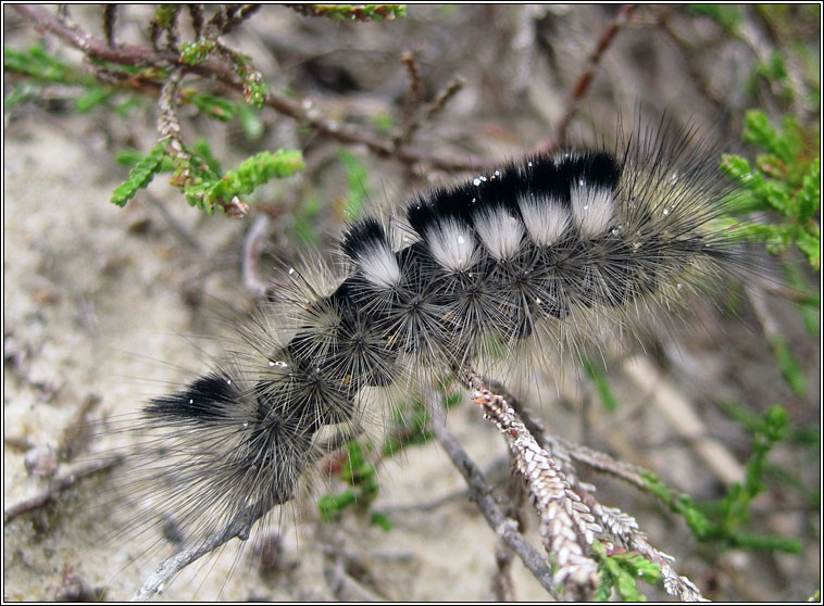 Dark Tussock, Dicallomera fascelina