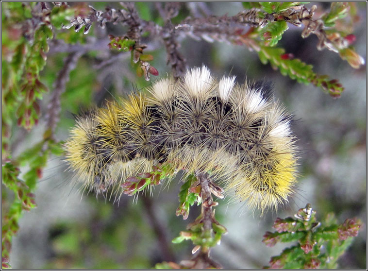 Dark Tussock, Dicallomera fascelina