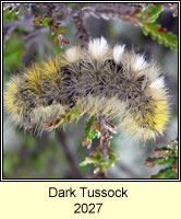 Dark Tussock, Dicallomera fascelina