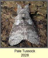 Pale Tussock, Calliteara pudibunda