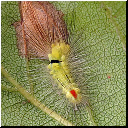 Pale Tussock, Calliteara pudibunda