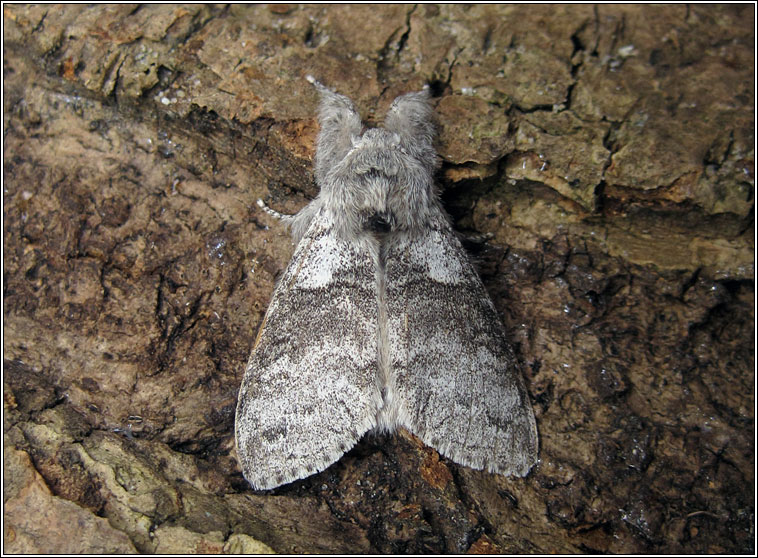 Pale Tussock, Calliteara pudibunda