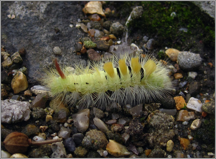 Pale Tussock, Calliteara pudibunda