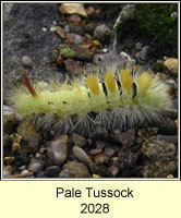 Pale Tussock, Calliteara pudibunda