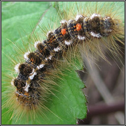 Brown-tail, Euproctis chrysorrhoea