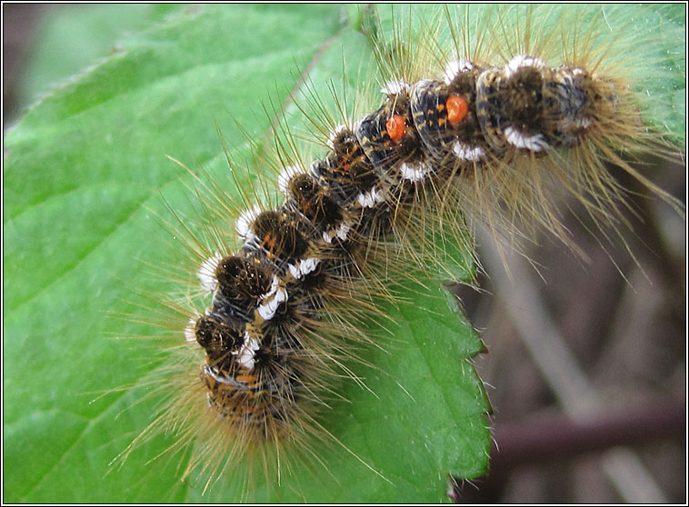 Brown-tail, Euproctis chrysorrhoea