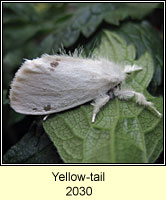 Yellow-tail, Euproctis similis