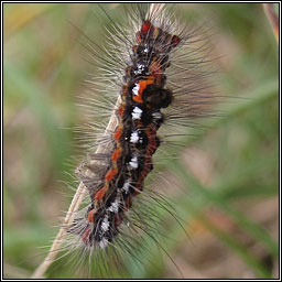 Yellow-tail, Euproctis similis