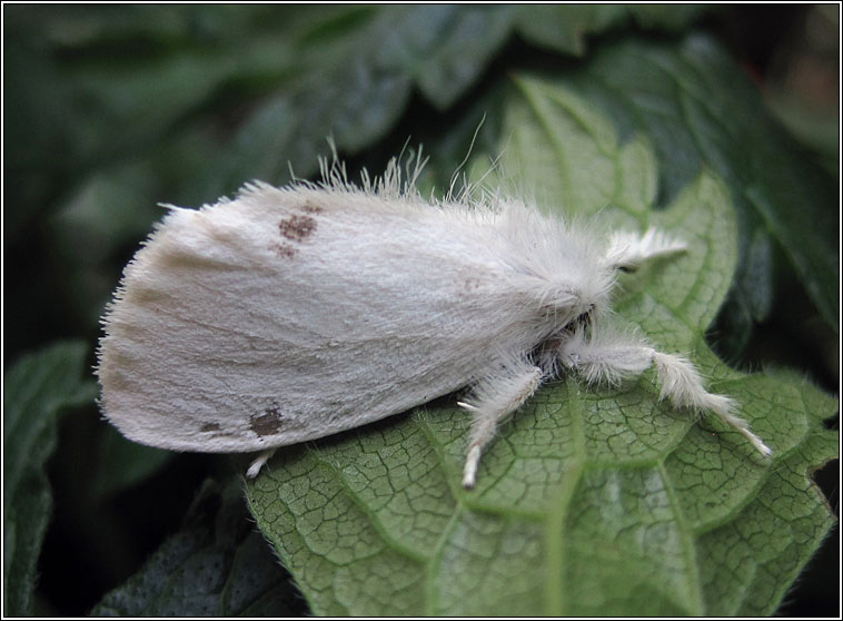 Yellow-tail, Euproctis similis