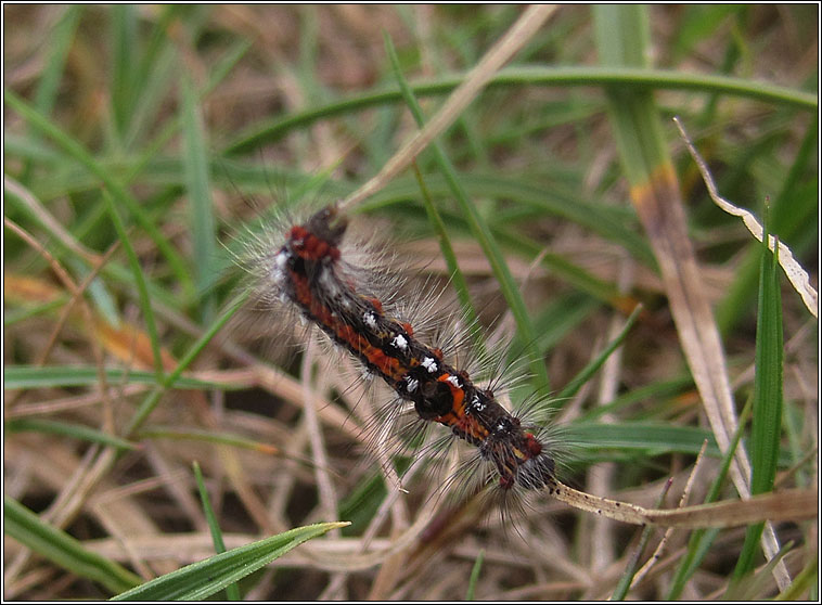 Yellow-tail, Euproctis similis