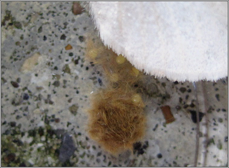 Yellow-tail, Euproctis similis