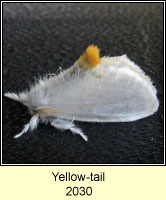 Yellow-tail, Euproctis similis