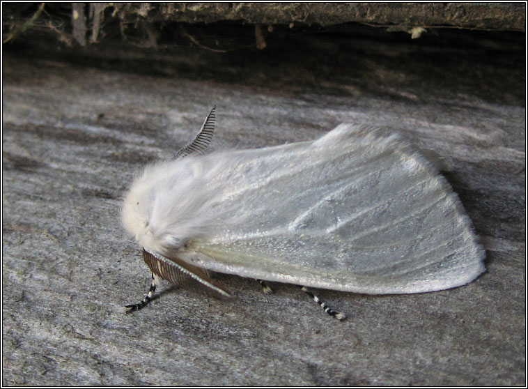 White Satin Moth, Leucoma salicis