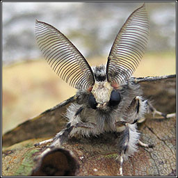 Black Arches, Lymantria monacha