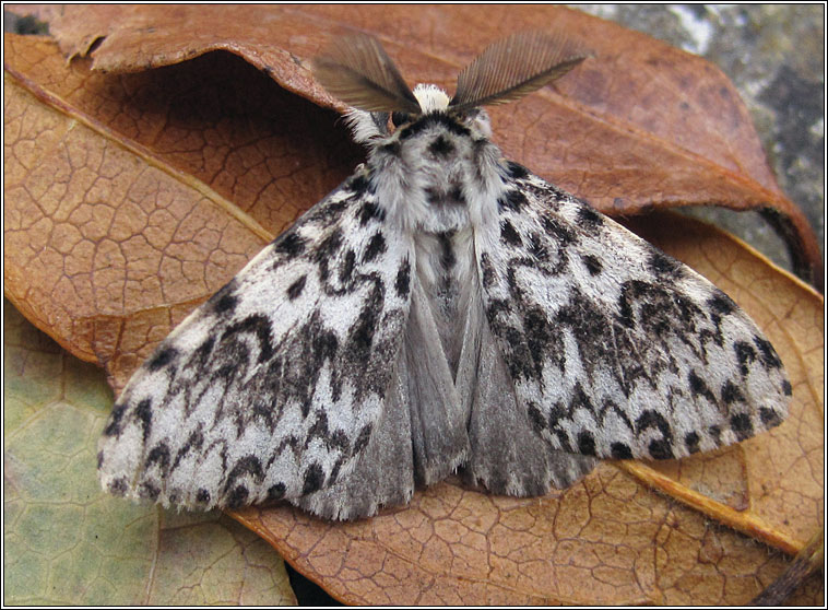 Black Arches, Lymantria monacha