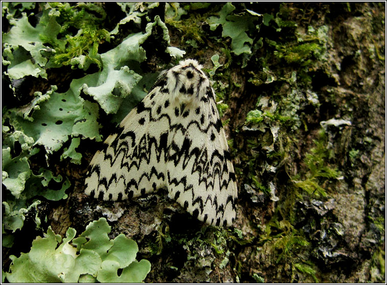 Black Arches, Lymantria monacha