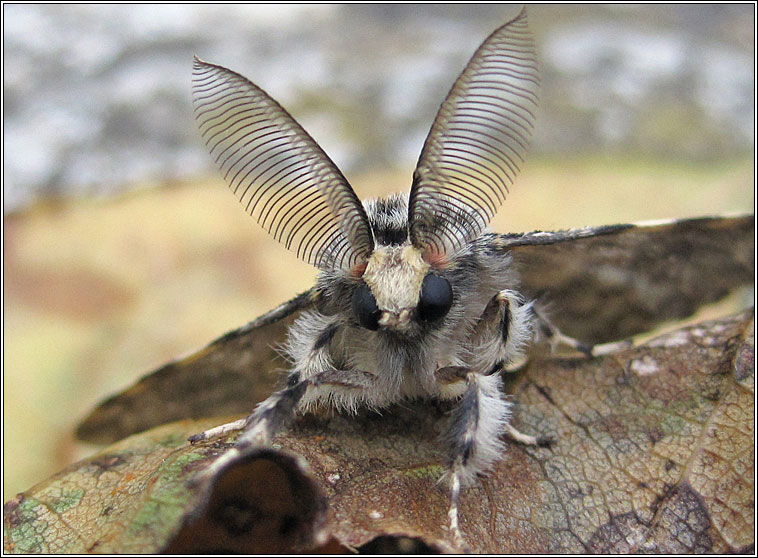 Black Arches, Lymantria monacha