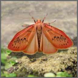 Rosy Footman, Miltochrista miniata