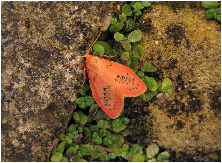 Rosy Footman, Miltochrista miniata