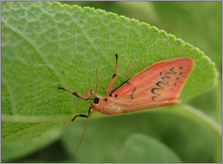 Rosy Footman, Miltochrista miniata