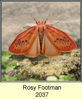 Rosy Footman, Miltochrista miniata