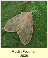 Muslin Footman, Nudaria mundana