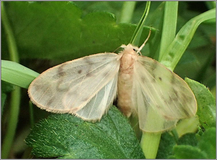 Muslin Footman, Nudaria mundana