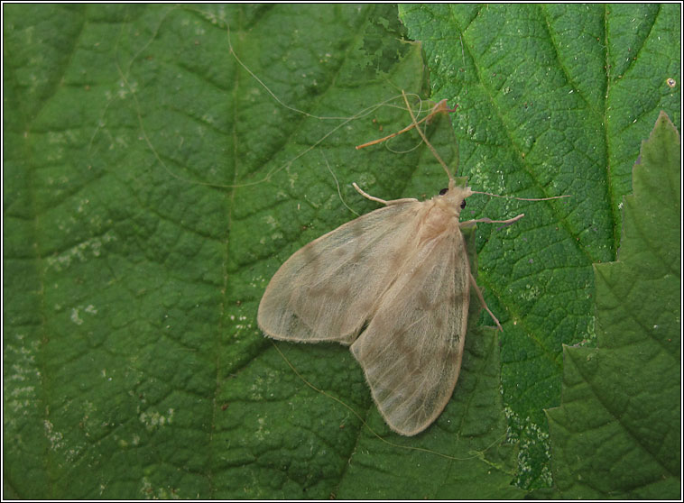 Muslin Footman, Nudaria mundana