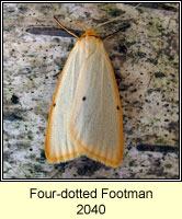 Four-dotted Footman, Cybosia mesomella