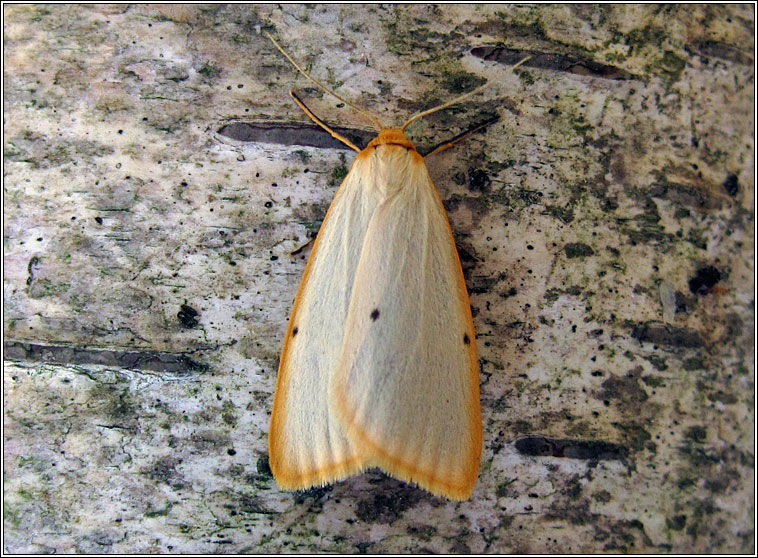 Four-dotted Footman, Cybosia mesomella