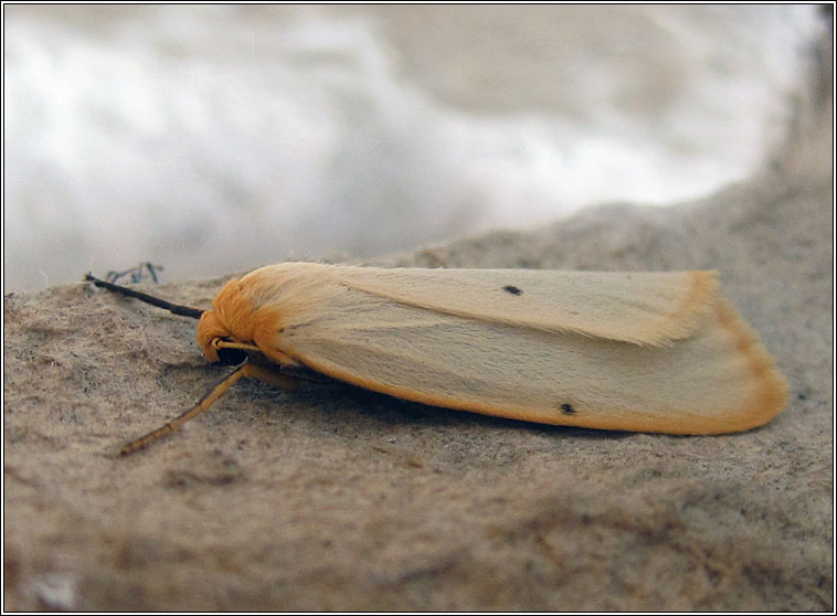 Four-dotted Footman, Cybosia mesomella