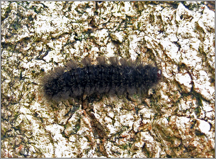 Four-dotted Footman, Cybosia mesomella