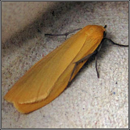 Orange Footman, Eilema sororcula