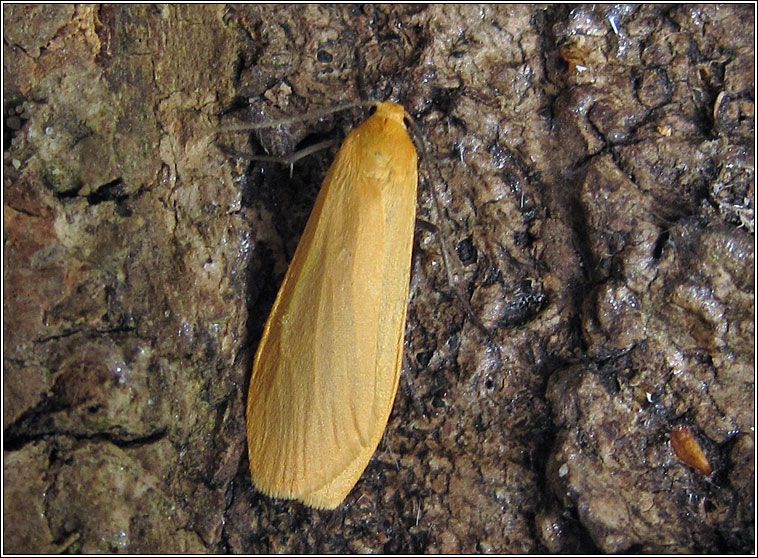 Orange Footman, Eilema sororcula