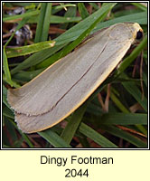 Dingy Footman, Eilema griseola