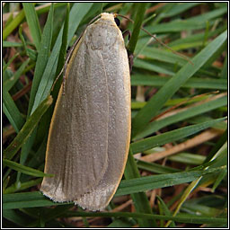 Dingy Footman, Eilema griseola