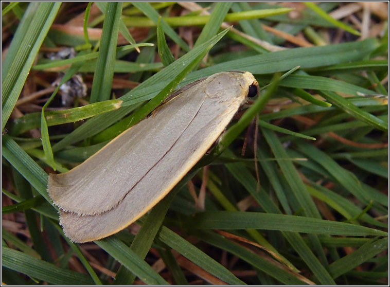 Dingy Footman, Eilema griseola