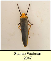 Scarce Footman, Eilema complana