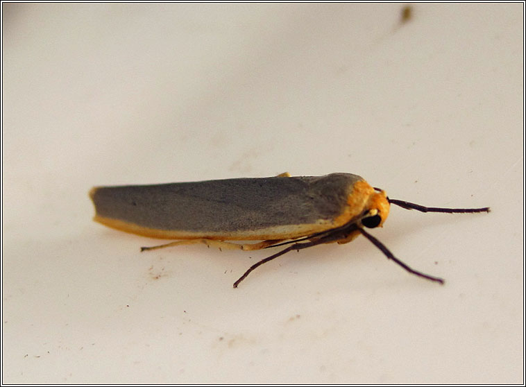 Scarce Footman, Eilema complana