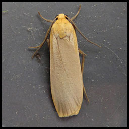 Buff Footman, Eilema depressa