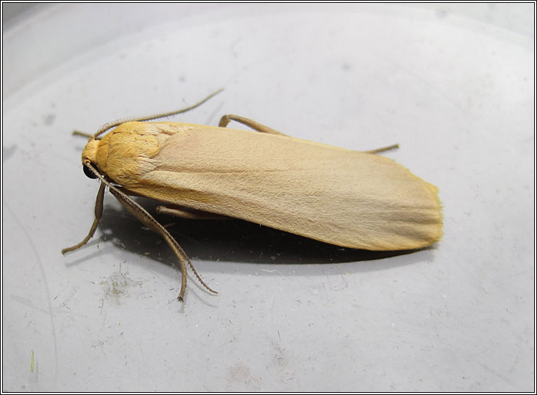 Buff Footman, Eilema depressa