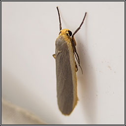 Common Footman, Eilema lurideola