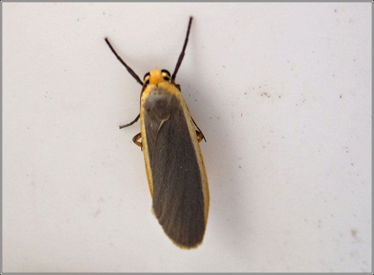 Common Footman, Eilema lurideola