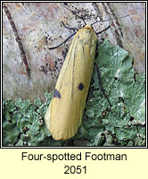 Four-spotted Footman, Lithosia quadra