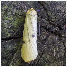 Four-spotted Footman, Lithosia quadra